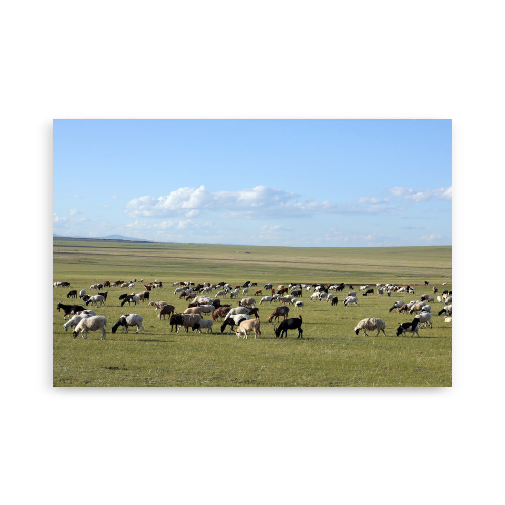 Poster - Herd of sheep graze in Mongolian steppe 61×91 cm artlia