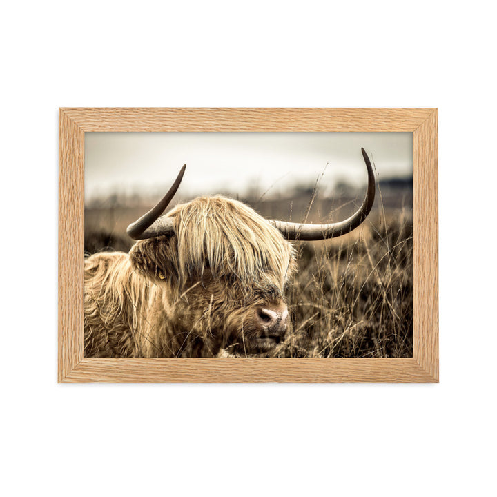 Poster - Highland Cattle Retro Oak / 21×30 cm artlia