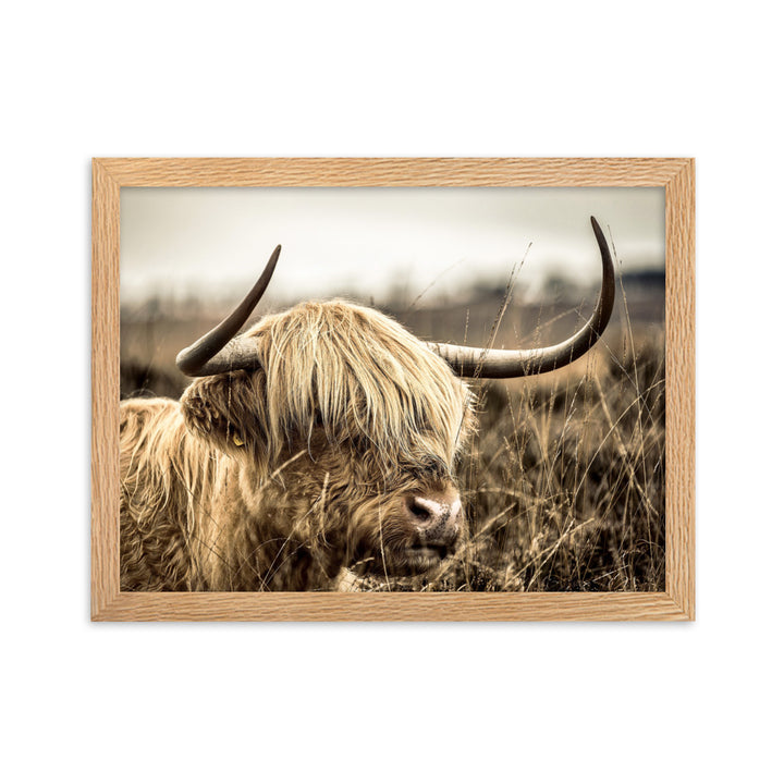 Poster - Highland Cattle Retro Oak / 30×40 cm artlia