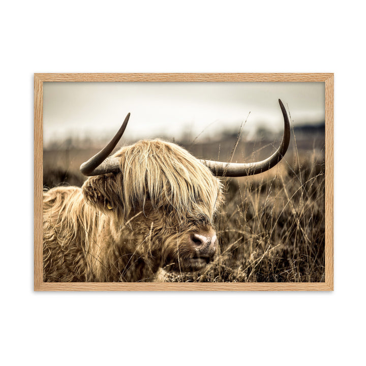 Poster - Highland Cattle Retro Oak / 50×70 cm artlia