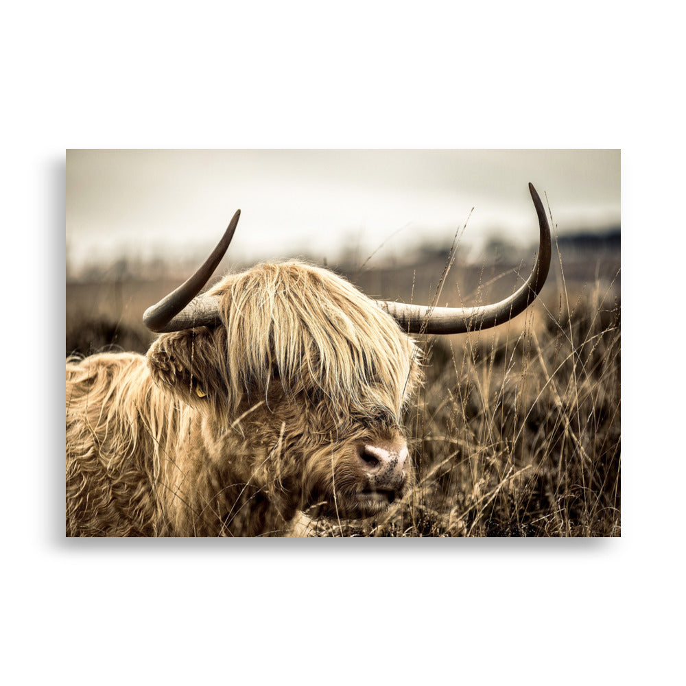 Poster - Highland Cattle Retro ohne Rahmen / 21×30 cm artlia