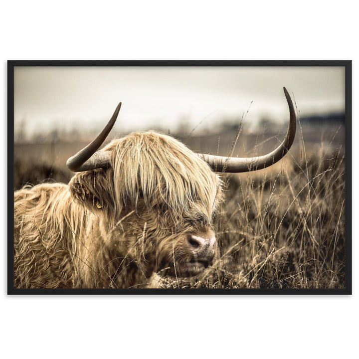 Poster - Highland Cattle Retro Schwarz / 61×91 cm artlia