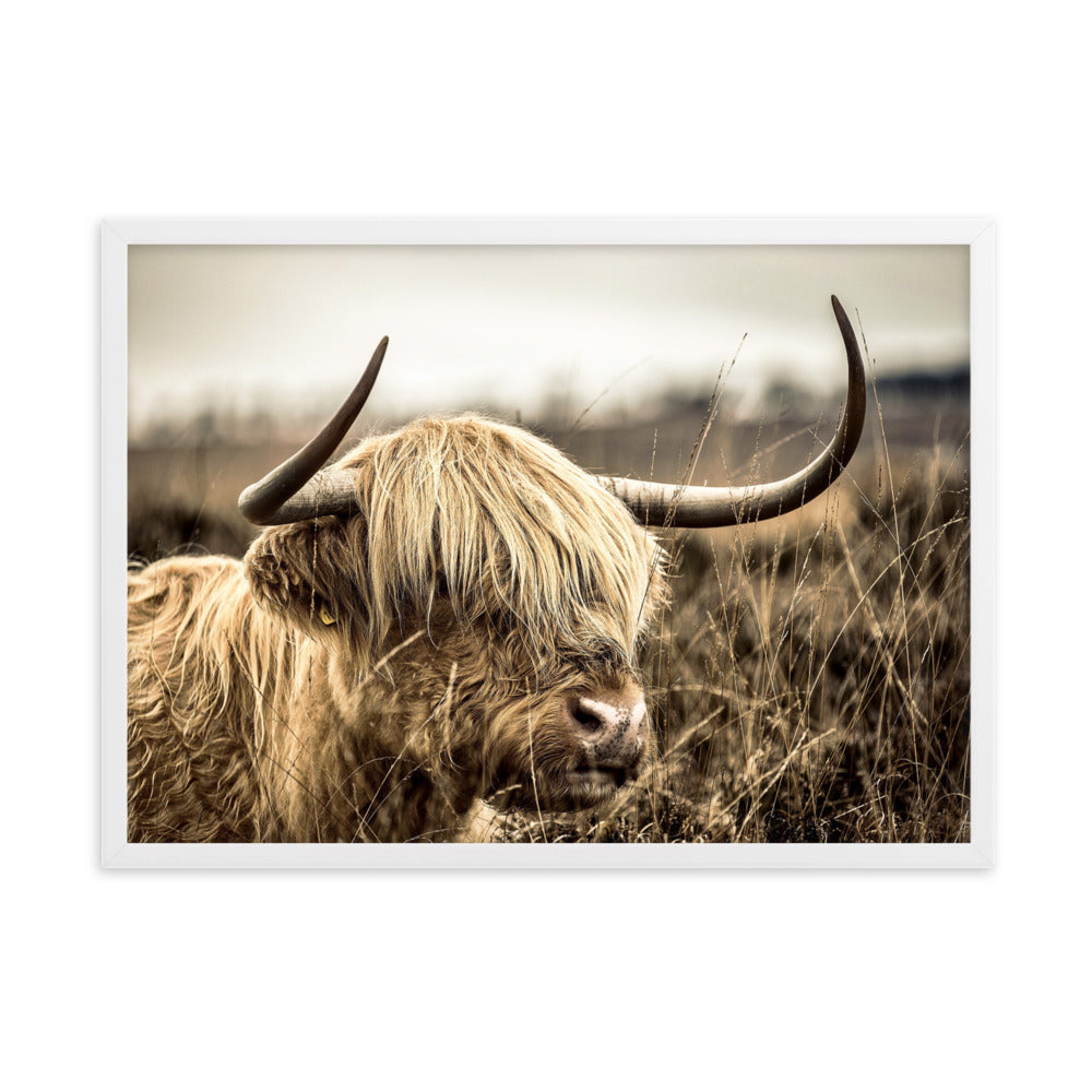 Poster - Highland Cattle Retro Weiß / 50×70 cm artlia