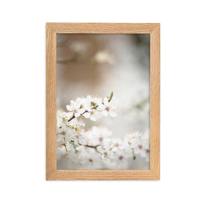 Poster - Kirschblüten Oak / 21×30 cm artlia