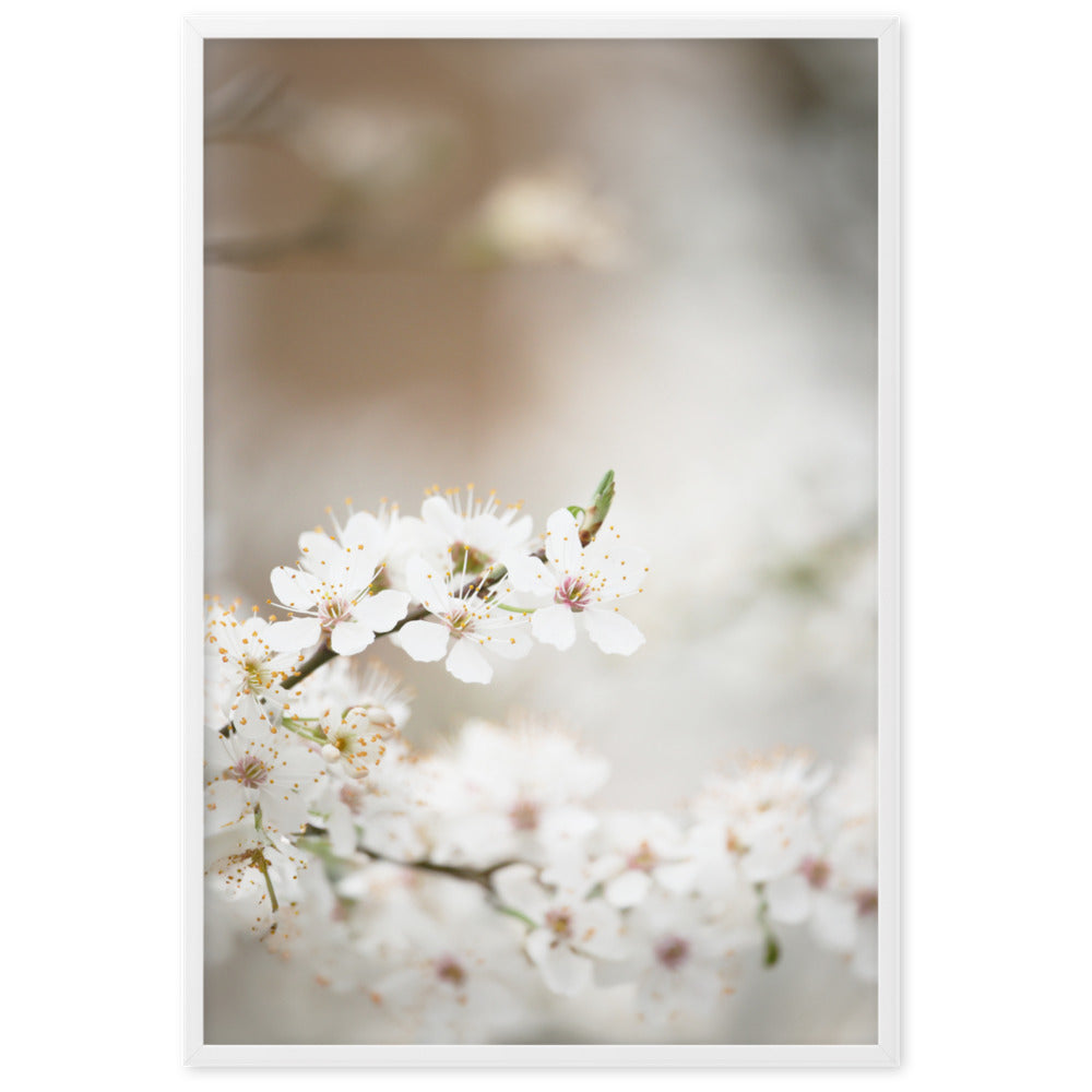 Poster - Kirschblüten Weiß / 61×91 cm artlia