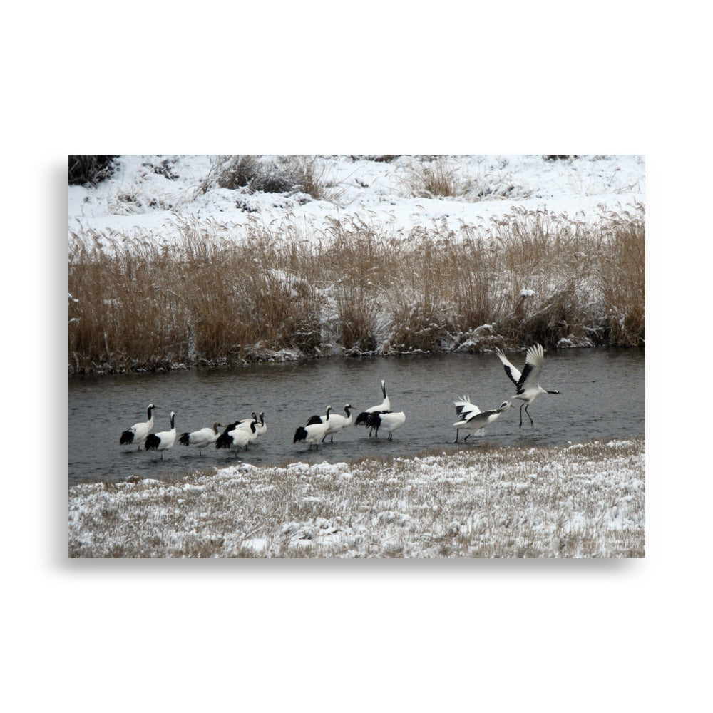 Poster - Kraniche in Hantangang 21×30 cm artlia