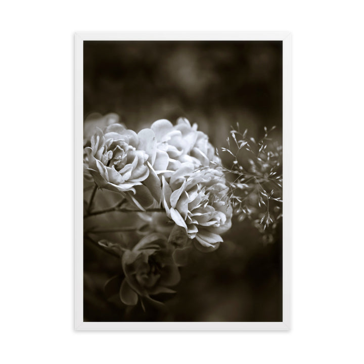 Poster - Weiße Pfingstrosen Weiß / 50×70 cm artlia