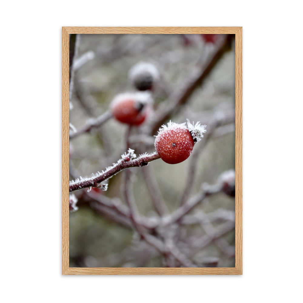 Poster - Winterbeeren II Oak / 50×70 cm artlia