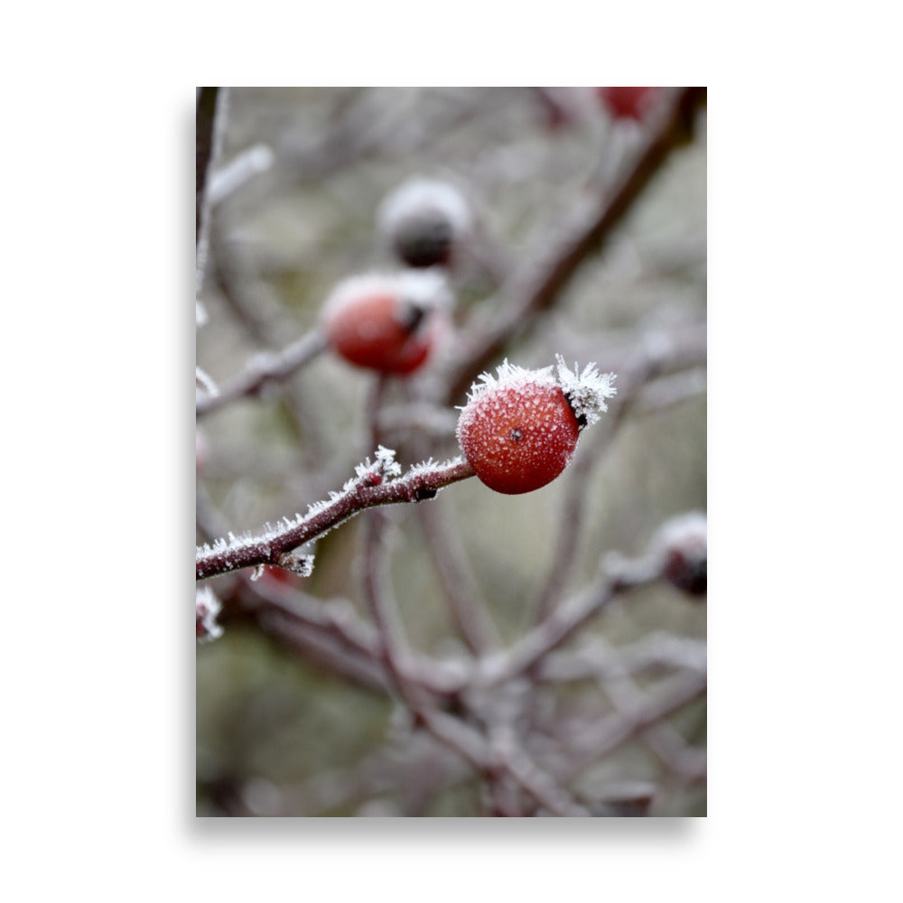 Poster - Winterbeeren II ohne Rahmen / 21×30 cm artlia