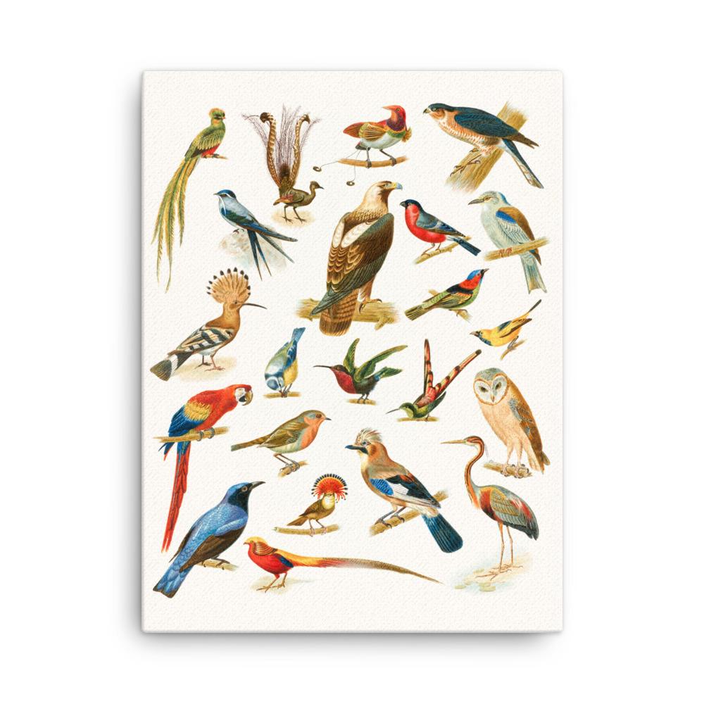 22 Vogelarten - Leinwand 30x41 cm artlia