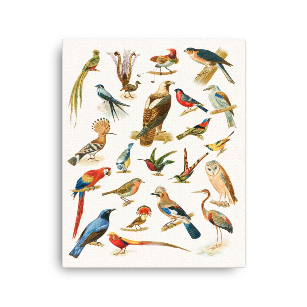 22 Vogelarten - Leinwand 41x51 cm artlia