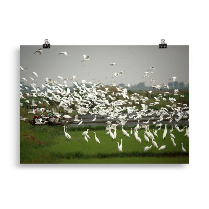 eine Herde Silberreiher - Poster 21×30 cm artlia