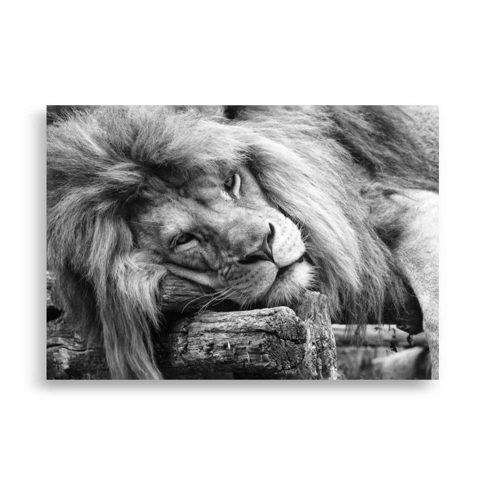 Entspannter Löwe - Poster 21×30 cm artlia