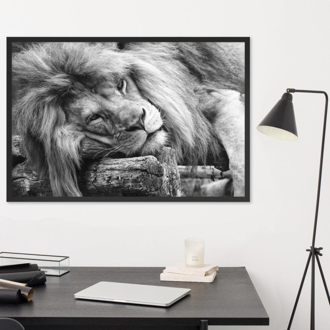 Entspannter Löwe - Poster artlia