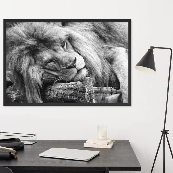 Entspannter Löwe - Poster artlia