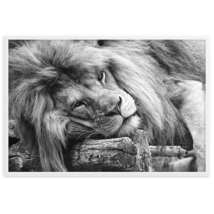 Entspannter Löwe - Poster artlia