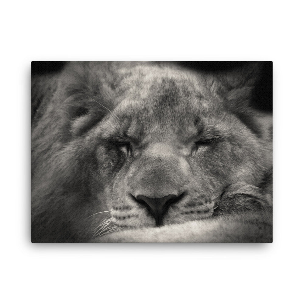 Entspannter Löwin - Leinwand 30x41 cm artlia
