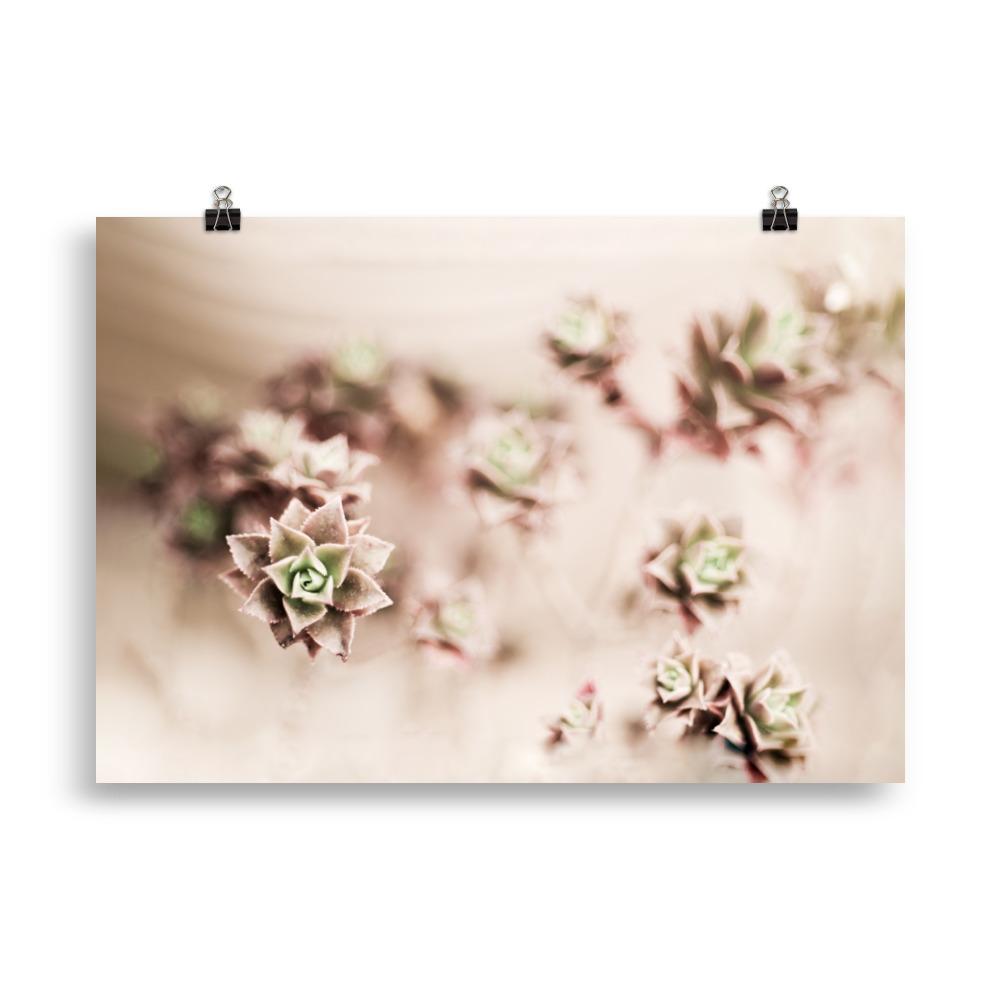 Flower Cactus - Poster 21×30 cm artlia