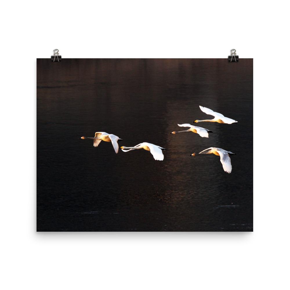 Fliegende Schwäne - Poster 20x25 cm artlia