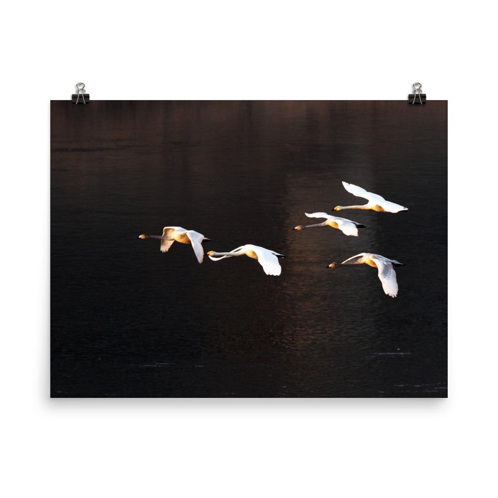 Fliegende Schwäne - Poster 30x41 cm artlia