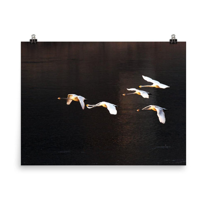 Fliegende Schwäne - Poster 30x41 cm artlia