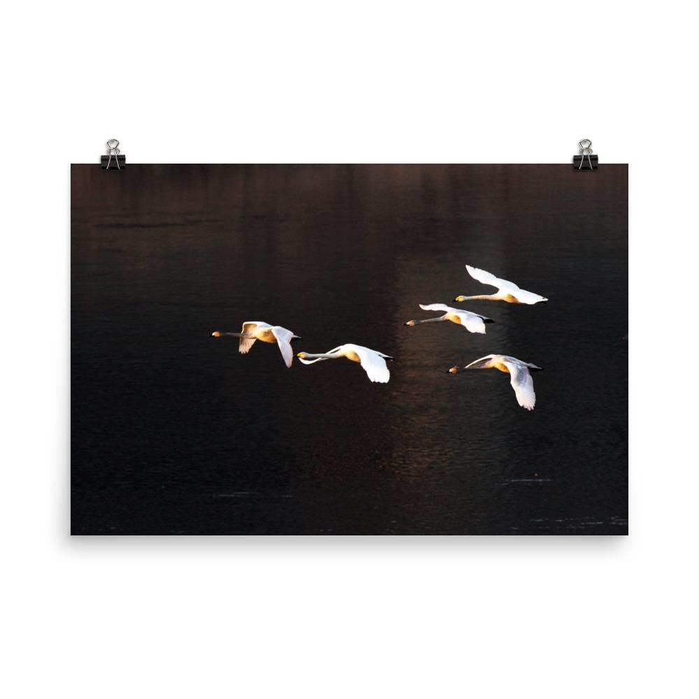 Fliegende Schwäne - Poster 30x45 cm artlia
