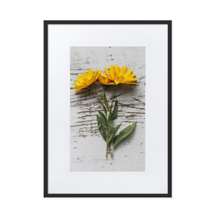 gelbe Blumen Yellow Flowers 6 - Poster im Rahmen mit Passepartout Schwarz / 50×70 cm artlia