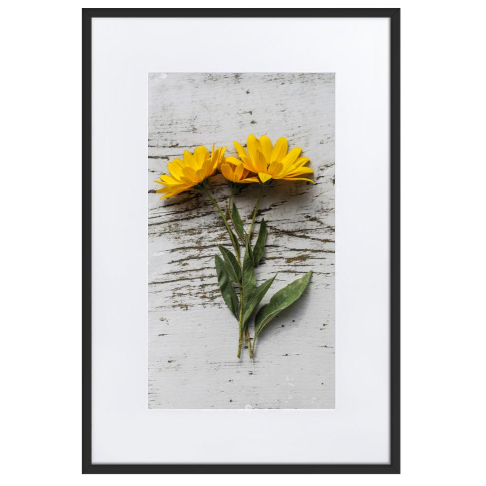 gelbe Blumen Yellow Flowers 6 - Poster im Rahmen mit Passepartout Schwarz / 61×91 cm artlia