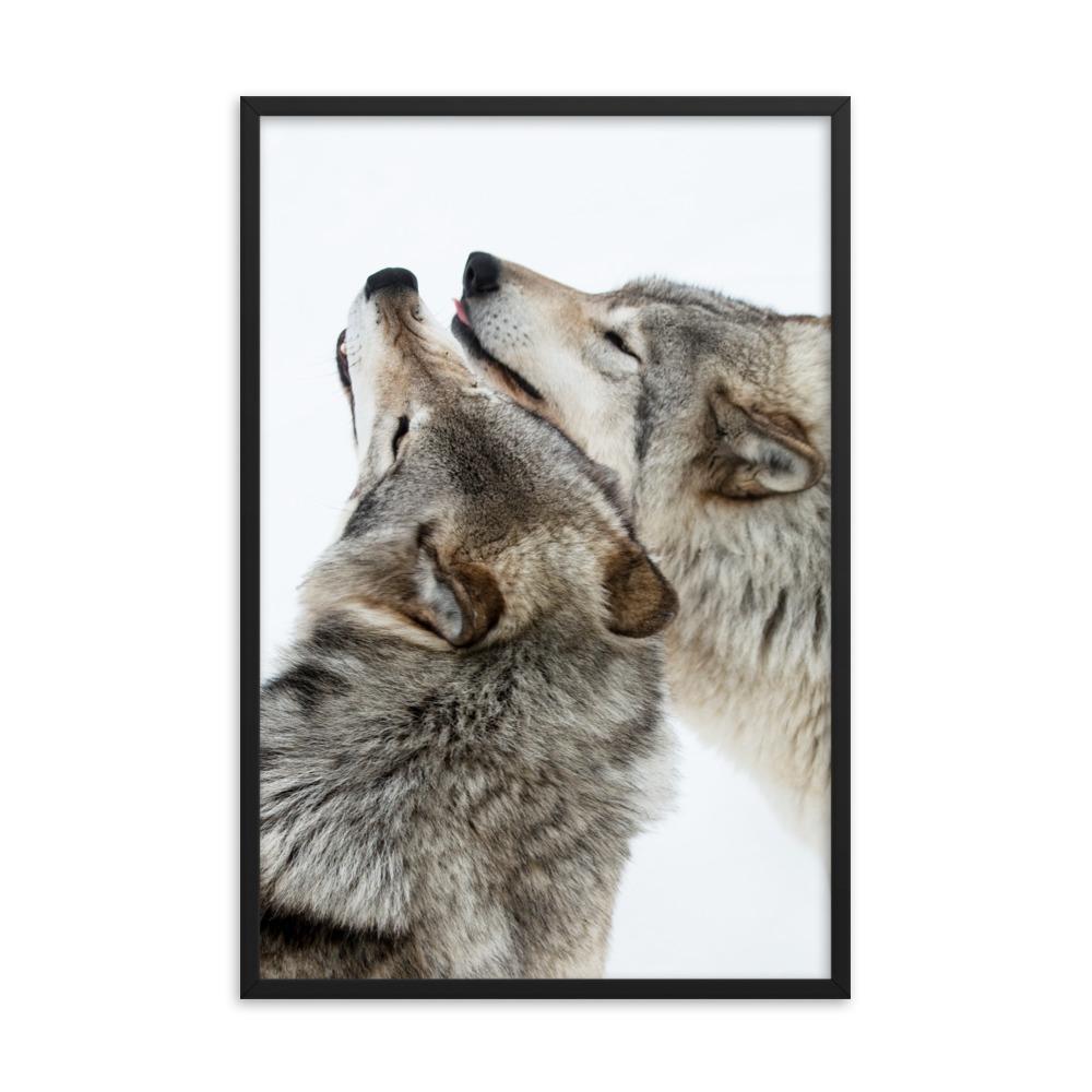 kuschelnde Wölfe - Poster im Rahmen schwarz / 61x91 cm artlia