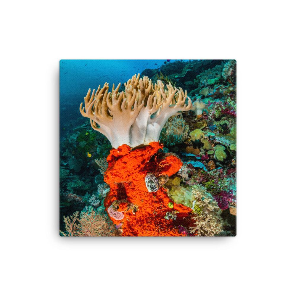 Lederkoralle - Leinwand 30x30 cm artlia