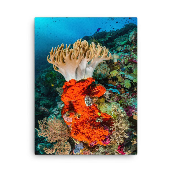 Lederkoralle - Leinwand 30x41 cm artlia