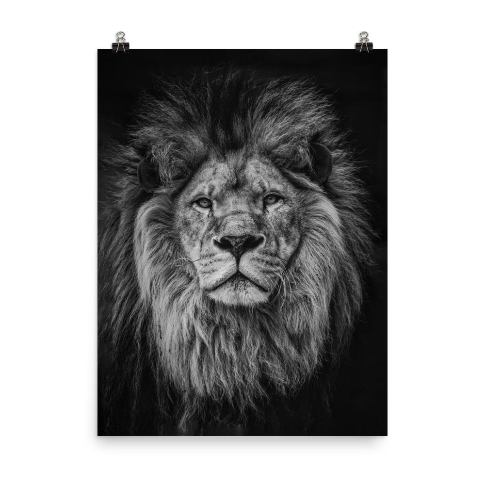 Löwe - Poster 30x41 cm artlia