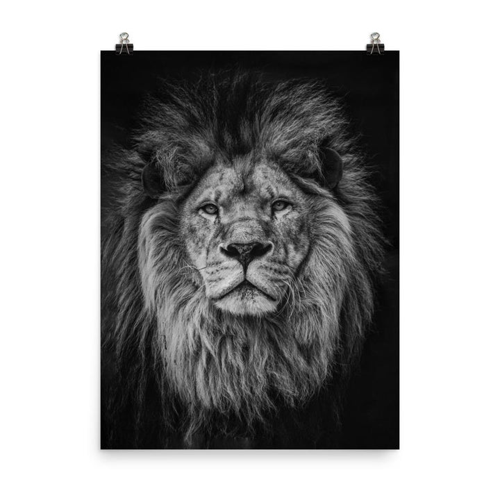 Löwe - Poster 30x41 cm artlia