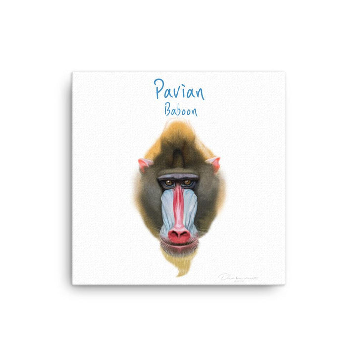 Pavian - Leinwand 30x30 cm artlia