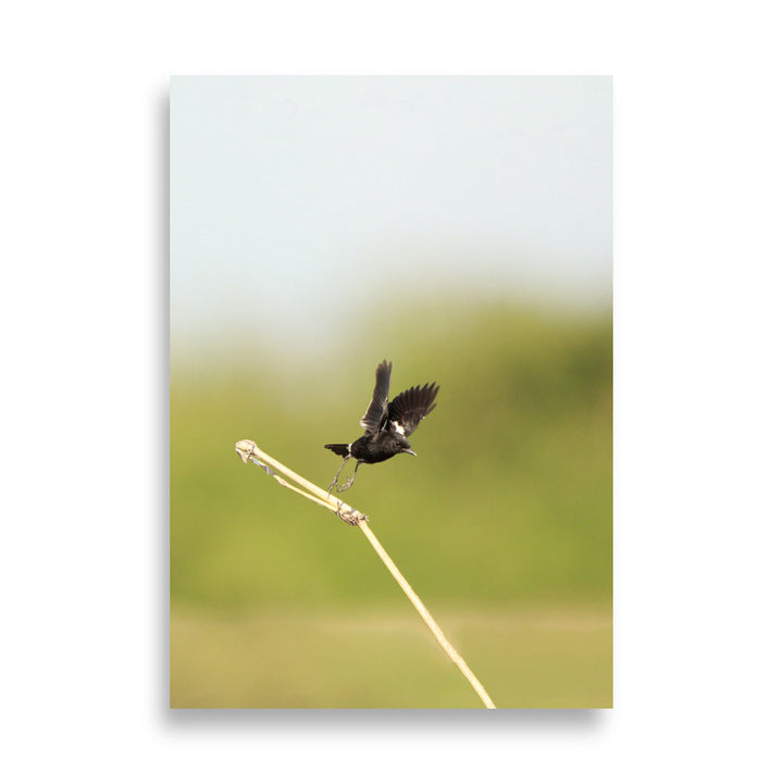 Poster - Elsterschmätzer Pied Bushchat 21×30 cm artlia