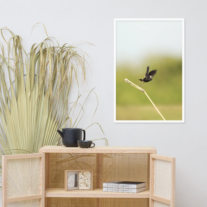 Poster - Elsterschmätzer Pied Bushchat artlia