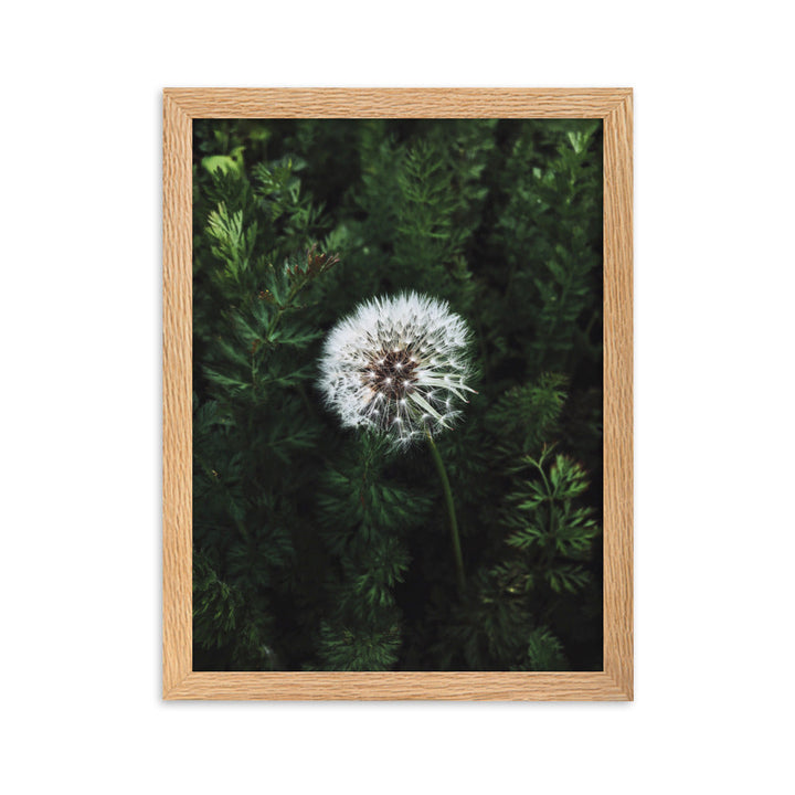Poster mit Rahmen - Pusteblume Oak / 30×40 cm artlia