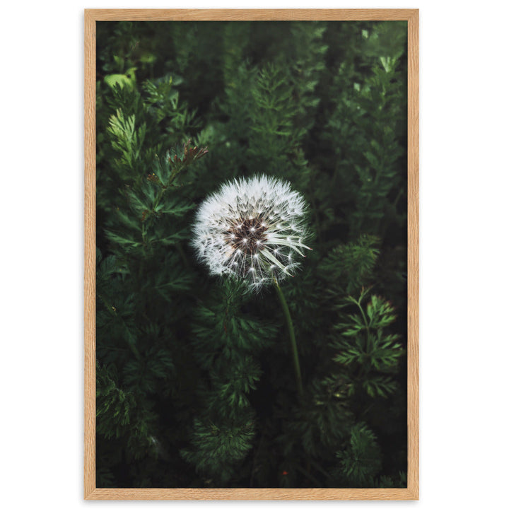 Poster mit Rahmen - Pusteblume Oak / 61×91 cm artlia