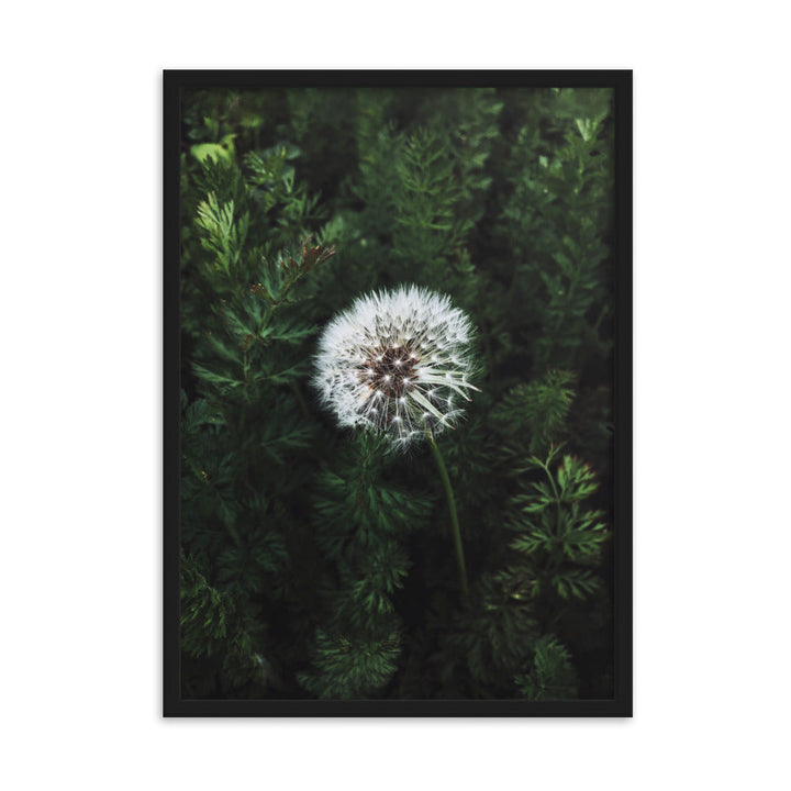 Poster mit Rahmen - Pusteblume Schwarz / 50×70 cm artlia