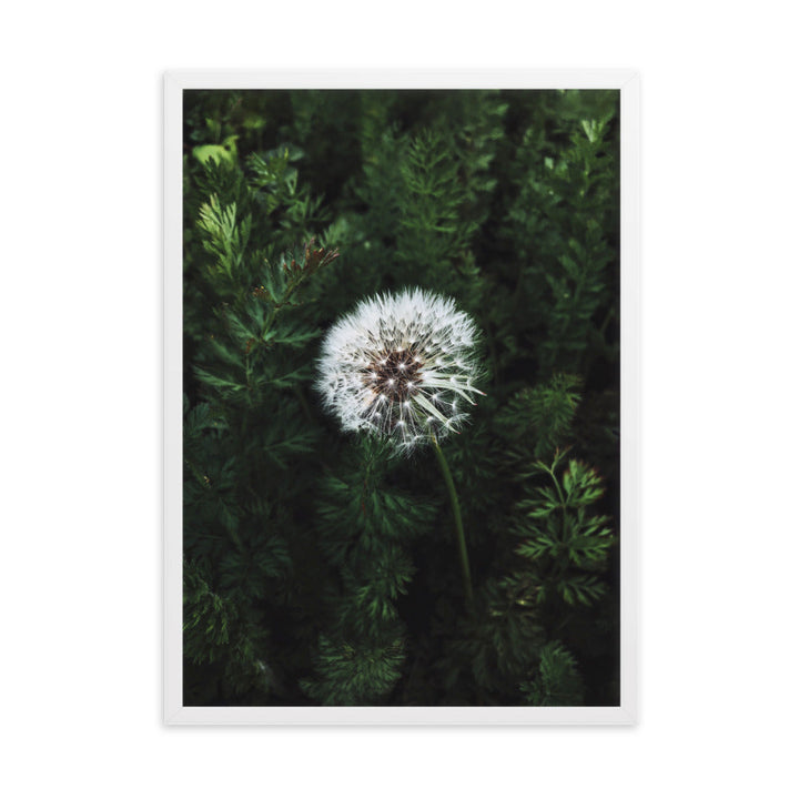 Poster mit Rahmen - Pusteblume Weiß / 50×70 cm artlia