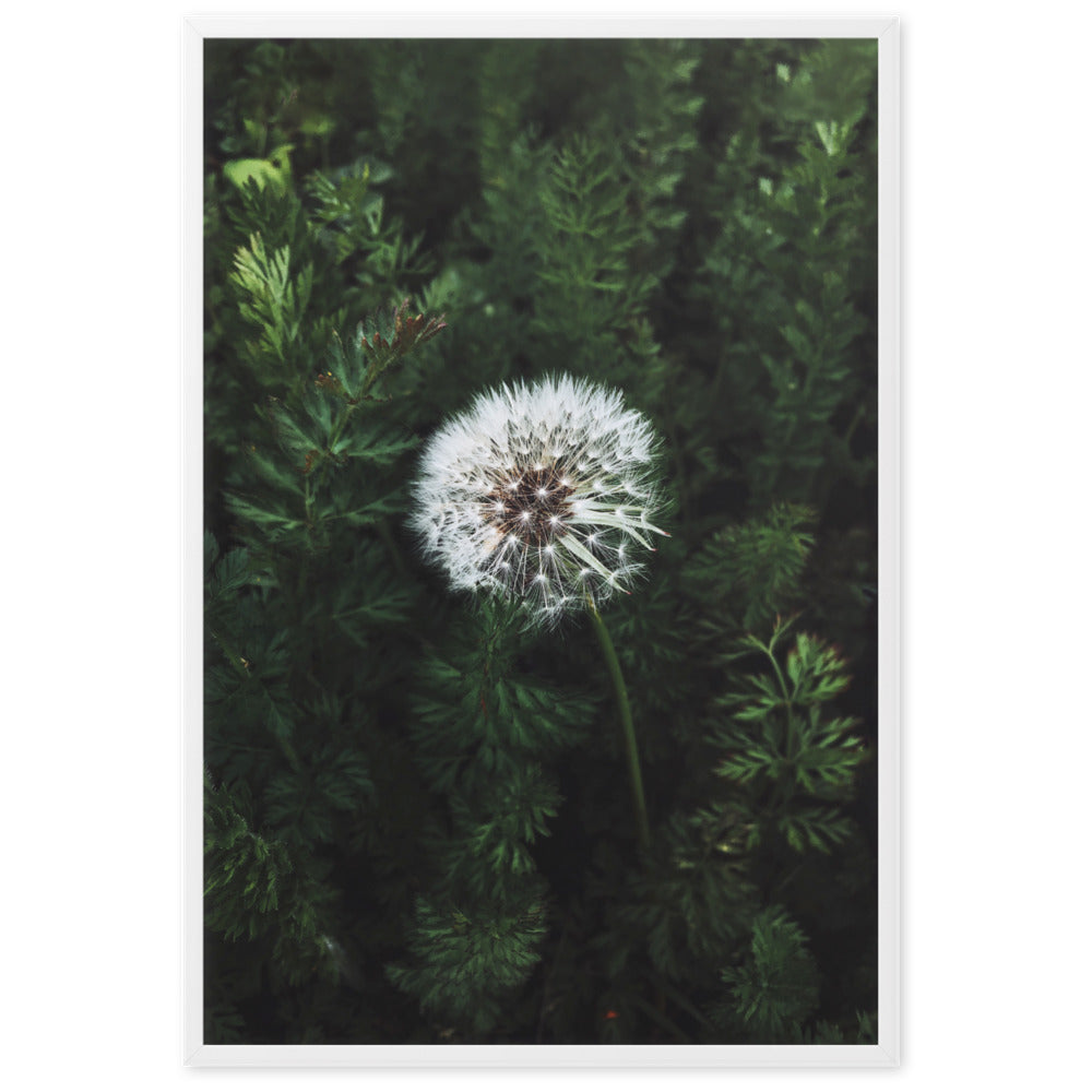 Poster mit Rahmen - Pusteblume Weiß / 61×91 cm artlia