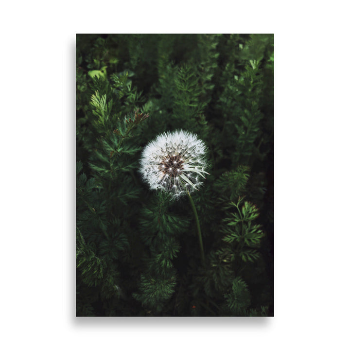 Poster - Pusteblume 21×30 cm artlia