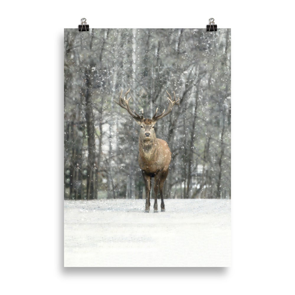 Rotwild im Schnee - Poster 21×30 cm artlia