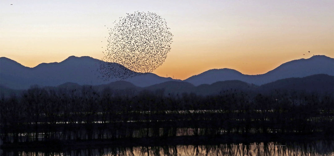 Sonnenuntergang im Junam-Wasserreservoir - Poster artlia