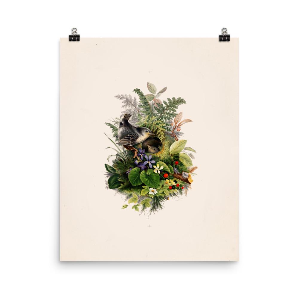 Poster - Zaunkönig und das Nest 20x25 cm artlia