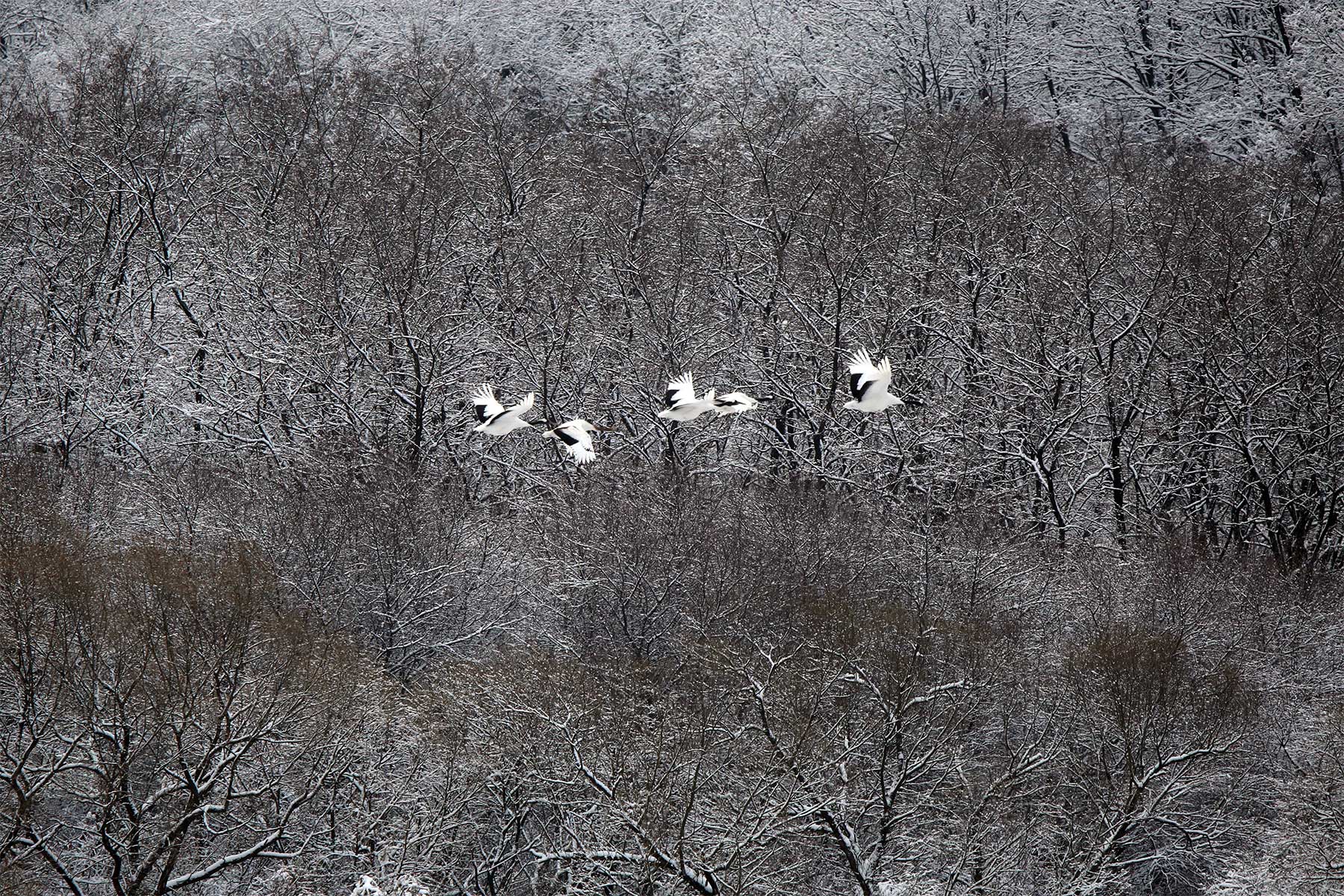 photographer Young Han Song artlia