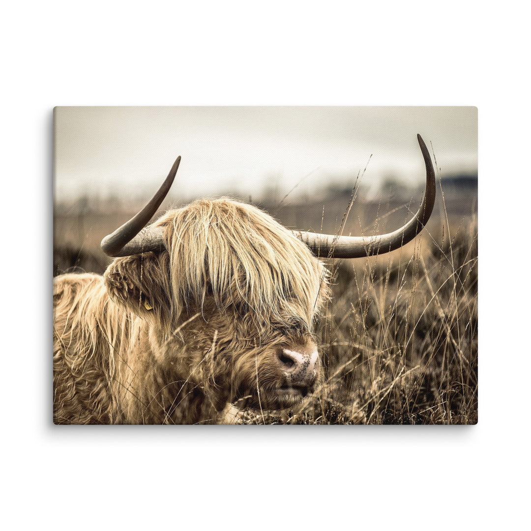 Leinwand - Highland Cattle Retro