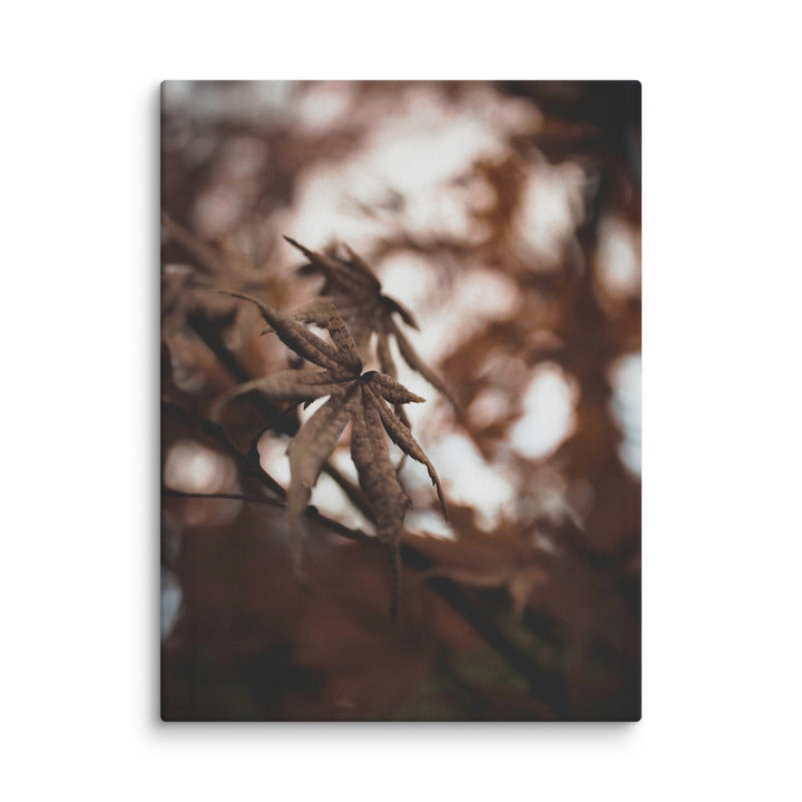 Leinwand - Autumn leaves - a moment in nature