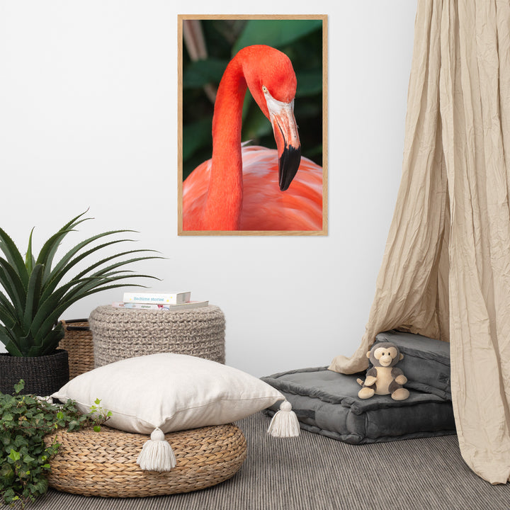 Poster - Flamingo, Phoenicopterus Ruber