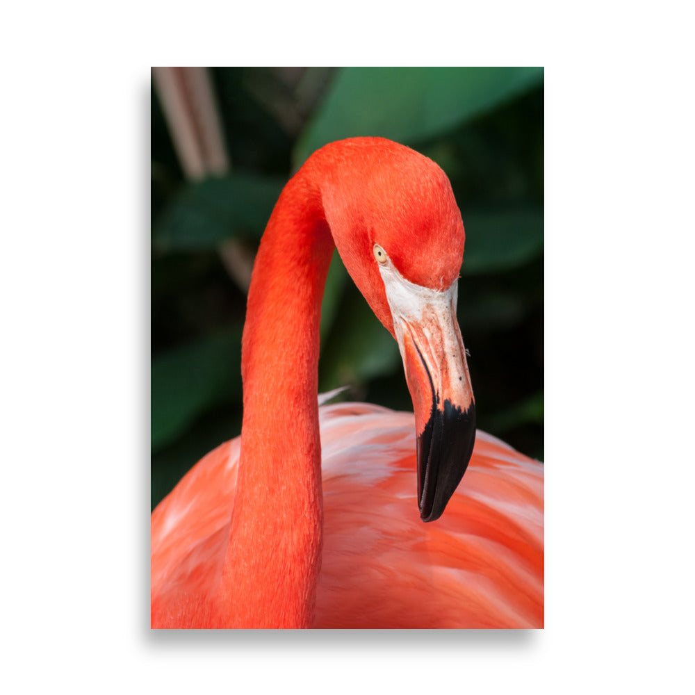 Poster - Flamingo, Phoenicopterus Ruber